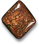 Cabochon d'ammolite brun rougeâtre