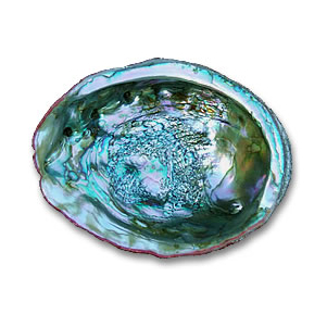 Coquille d'ormeau irisé