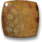 Cabochon de corail fossile