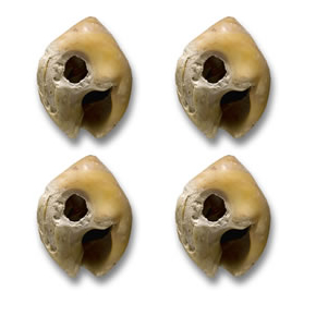 Perles de coquillages Nassarius