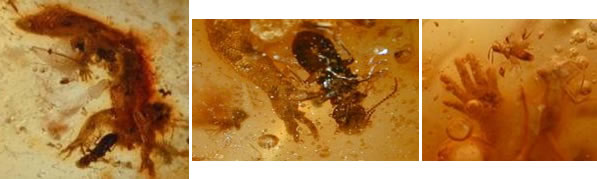 Insectes capturés dans le même ambre que le lézard