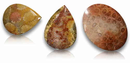 Pierres précieuses de corail fossile