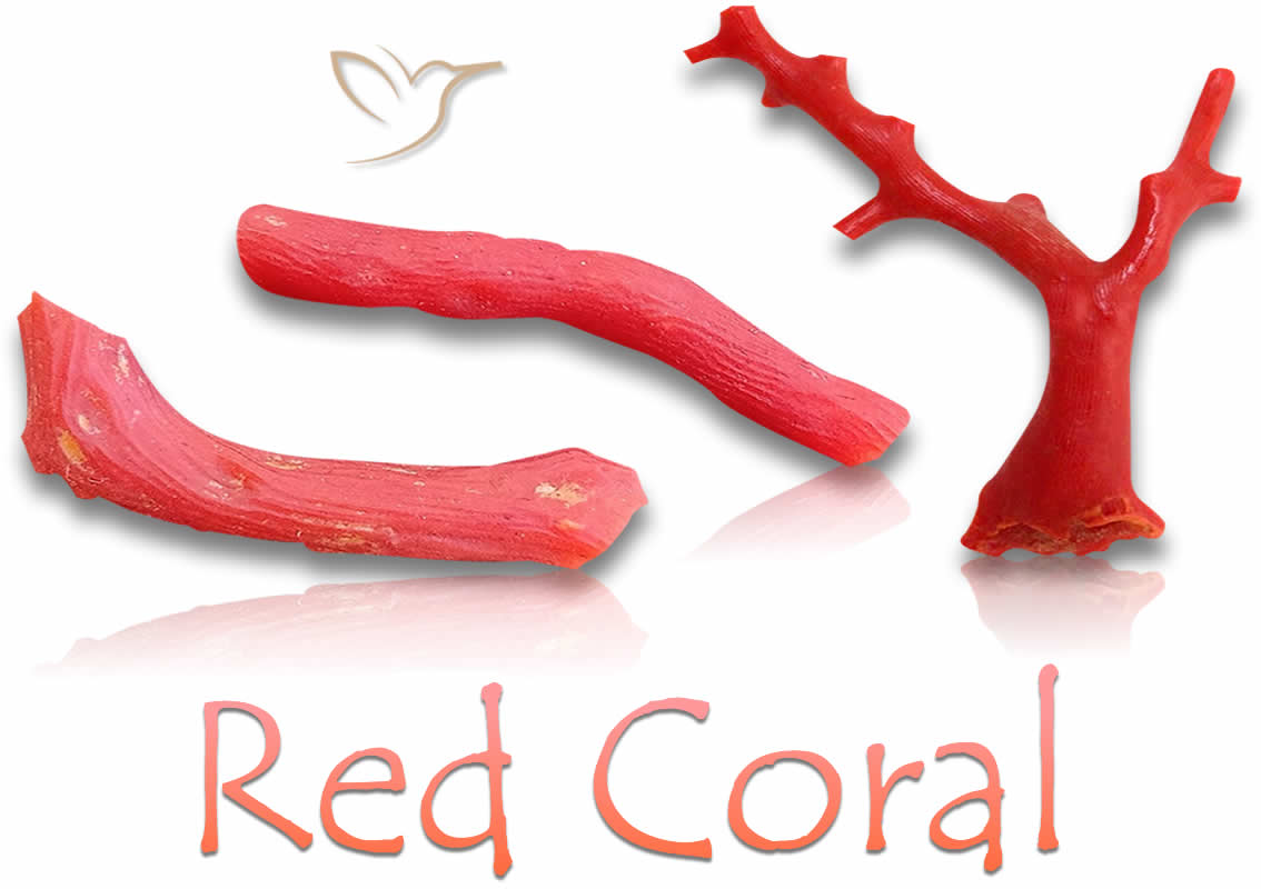 Pierres de corail rouge brut