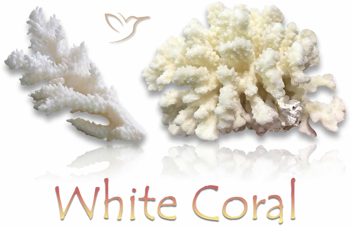 Pierres précieuses naturelles de corail blanc brut