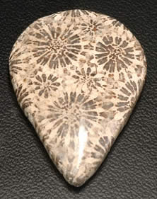 Corail fossile naturel