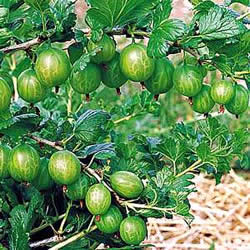 Gooseberry