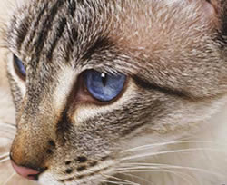 Un véritable œil de chat