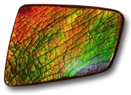 Ammolite non traitée