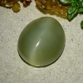 Actinolite cat's eye vert naturelle coupe ovale, 9,08 ct, translucide