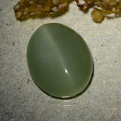 7.01ct Naturel Vert militaire Actinolite œil de chat, ovale, Translucide