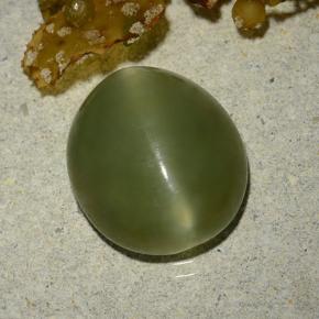 Actinolite cat's eye vert naturelle coupe ovale, 5,70 ct, translucide