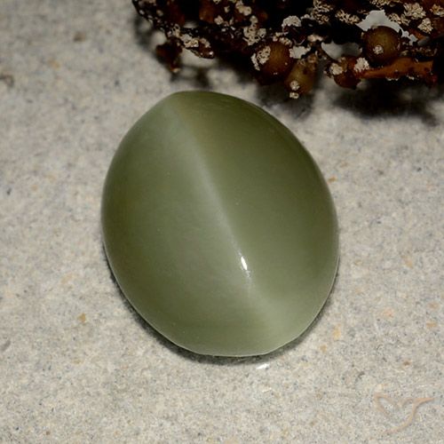 Actinolite cat's eye vert naturelle coupe ovale, 5,41 ct, translucide