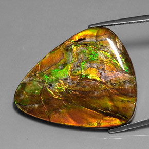 Ammolite multicolore naturelle trillion, 38,54 ct, opaque