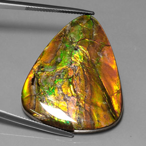 Ammolite multicolore naturelle trillion, 38,54 ct, opaque