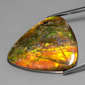 Ammolite multicolore naturelle trillion, 38,54 ct, opaque