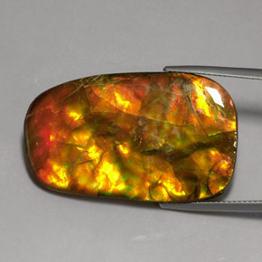 Ammolite Multicolore naturelle Forme fantaisie, 24.17 ct, Opaque