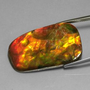 Ammolite Multicolore naturelle Forme fantaisie, 24.17 ct, Opaque
