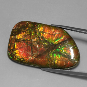 Ammolite Multicolore naturelle Forme fantaisie, 31.33 ct, Opaque
