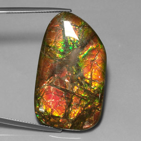 Ammolite Multicolore naturelle Forme fantaisie, 31.33 ct, Opaque