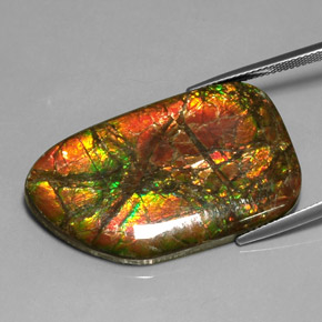 Ammolite Multicolore naturelle Forme fantaisie, 31.33 ct, Opaque