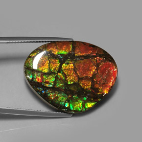 Ammolite multicolore naturelle forme fantaisie, 28,64 ct, opaque