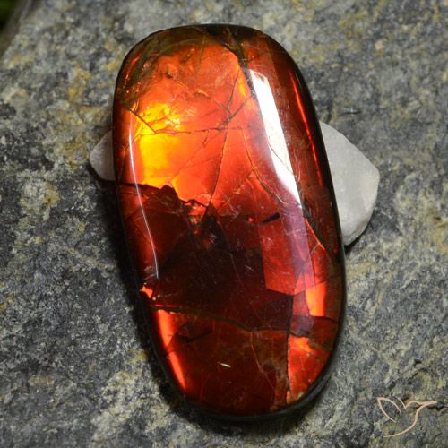 Ammolite multicolore naturelle forme fantaisie, 11,42 ct, opaque