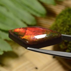 Ammolite multicolore naturelle forme fantaisie, 8,14 ct, opaque