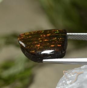 Ammolite Multicolore naturelle Fantaisie, 7.67 ct, Opaque