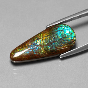 Ammolite Multicolore naturelle En forme de poire, 8.53 ct, Opaque