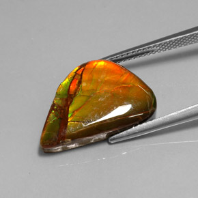 Ammolite multicolore naturelle forme fantaisie, 7,22 ct, opaque