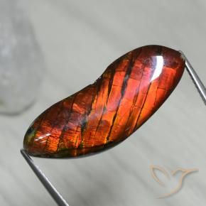 Ammolite Multicolore naturelle Fantaisie, 15.54 ct, Opaque
