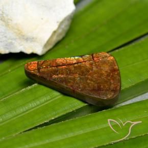 Ammolite Multicolore naturelle Fantaisie, 15.23 ct, Opaque