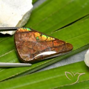 Ammolite Multicolore naturelle Fantaisie, 15.23 ct, Opaque