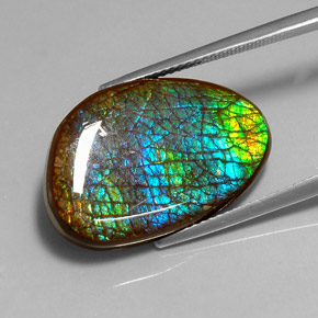 Ammolite Multicolore naturelle Forme fantaisie, 16.45 ct, Opaque
