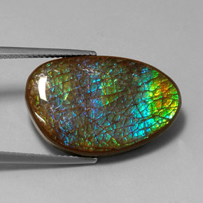 Ammolite Multicolore naturelle Forme fantaisie, 16.45 ct, Opaque