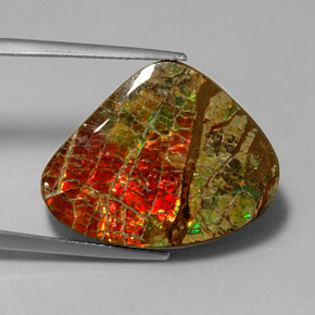 Ammolite multicolore naturelle forme fantaisie, 17,71 ct, opaque