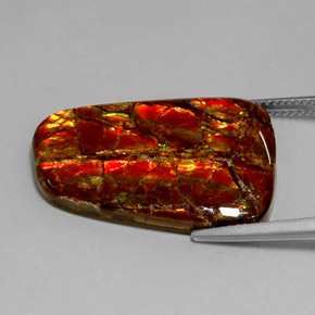Ammolite multicolore naturelle forme fantaisie, 18,54 ct, opaque
