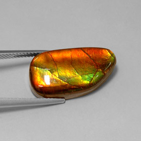 Ammolite Multicolore naturelle Forme fantaisie, 10.78 ct, Opaque