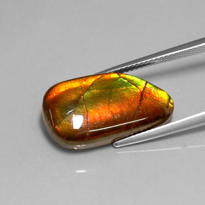 Ammolite Multicolore naturelle Forme fantaisie, 10.78 ct, Opaque