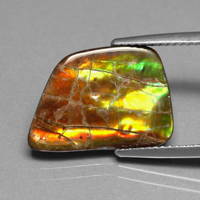 Ammolite Multicolore naturelle Forme fantaisie, 6.82 ct, Opaque