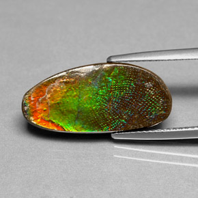 Ammolite Multicolore naturelle Forme fantaisie, 6.03 ct, Opaque
