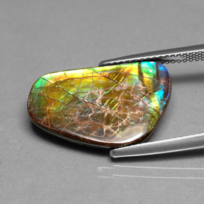 Ammolite multicolore naturelle forme fantaisie, 9,00 ct, opaque