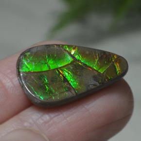 Ammolite multicolore naturelle forme fantaisie, 8,39 ct, opaque