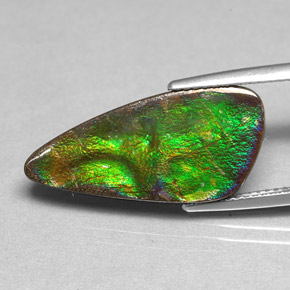 Ammolite Multicolore naturelle Forme fantaisie, 6.97 ct, Opaque