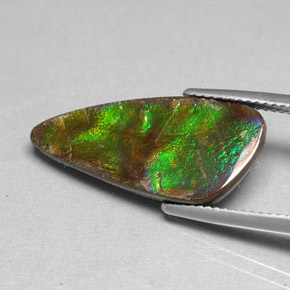 Ammolite Multicolore naturelle Forme fantaisie, 6.97 ct, Opaque