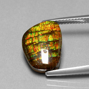 Ammolite multicolore naturelle forme fantaisie, 6,74 ct, opaque