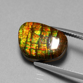 Ammolite multicolore naturelle forme fantaisie, 6,74 ct, opaque