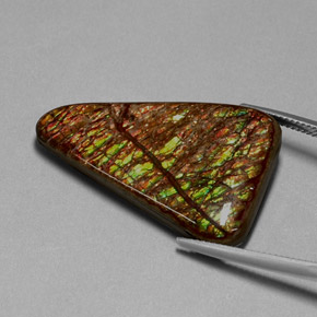 Ammolite Multicolore naturelle Forme fantaisie, 31.62 ct, Opaque