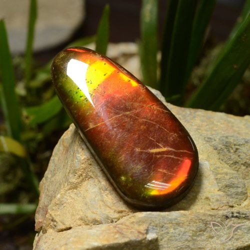 23.51ct Naturel Multicolore Ammolite, Fantaisie, Opaque