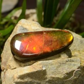 Ammolite Multicolore naturelle Fantaisie, 23.51 ct, Opaque